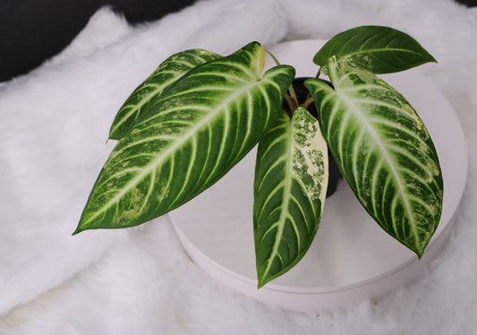 Xanthosoma Lindenii Variegated
