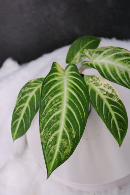 Xanthosoma Lindenii Variegated
