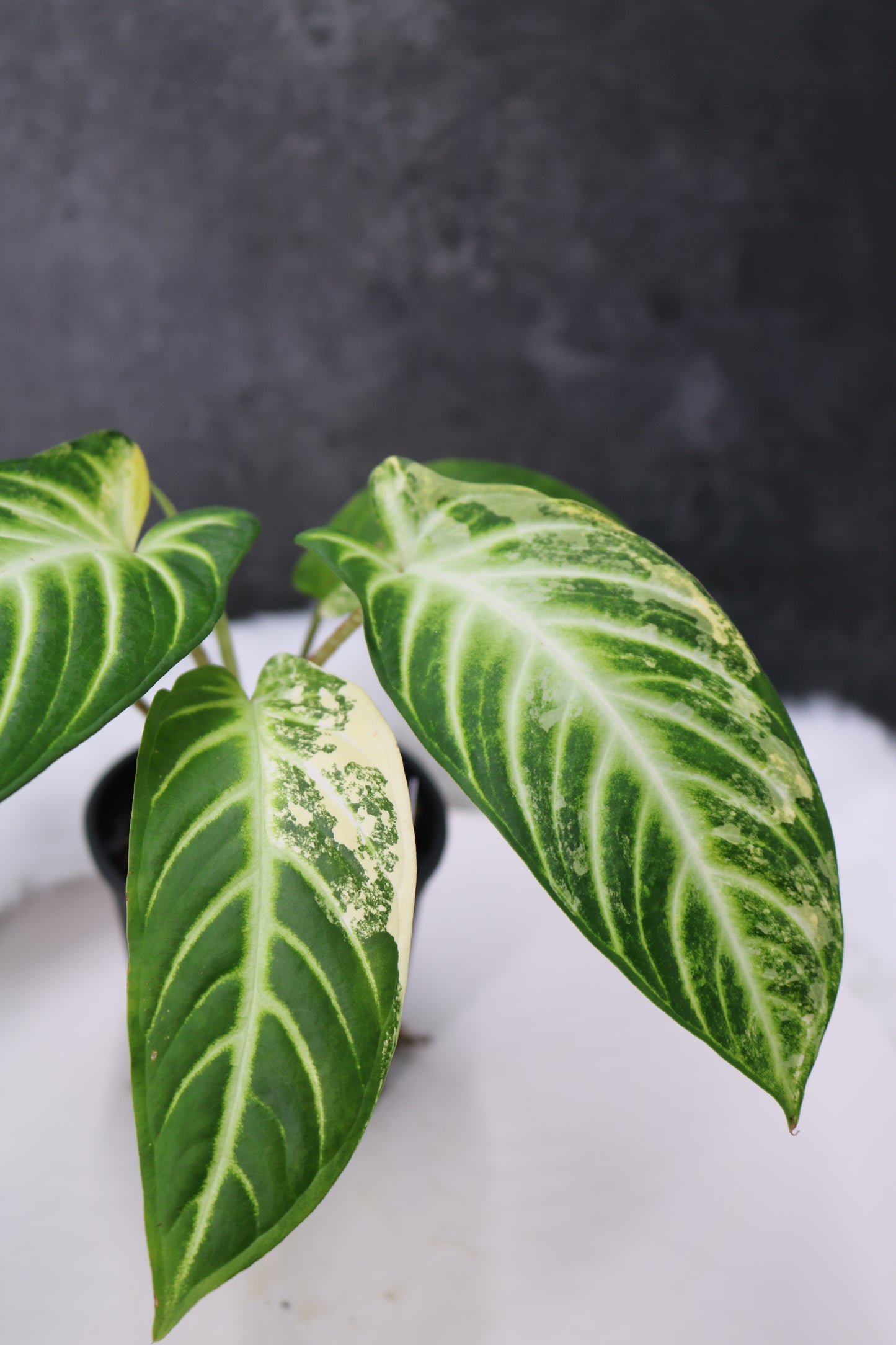Xanthosoma Lindenii Variegated