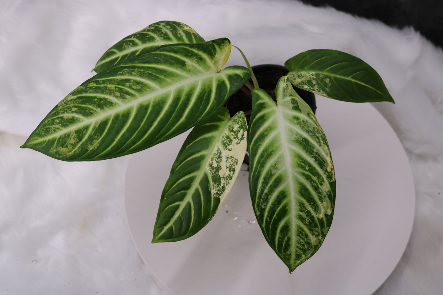 Xanthosoma Lindenii Variegated