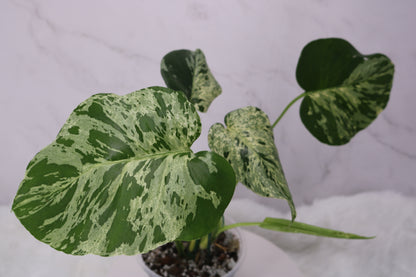 Monstera Vietciosa