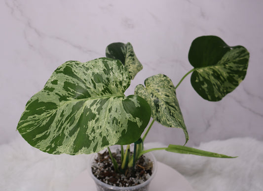 Monstera Vietciosa