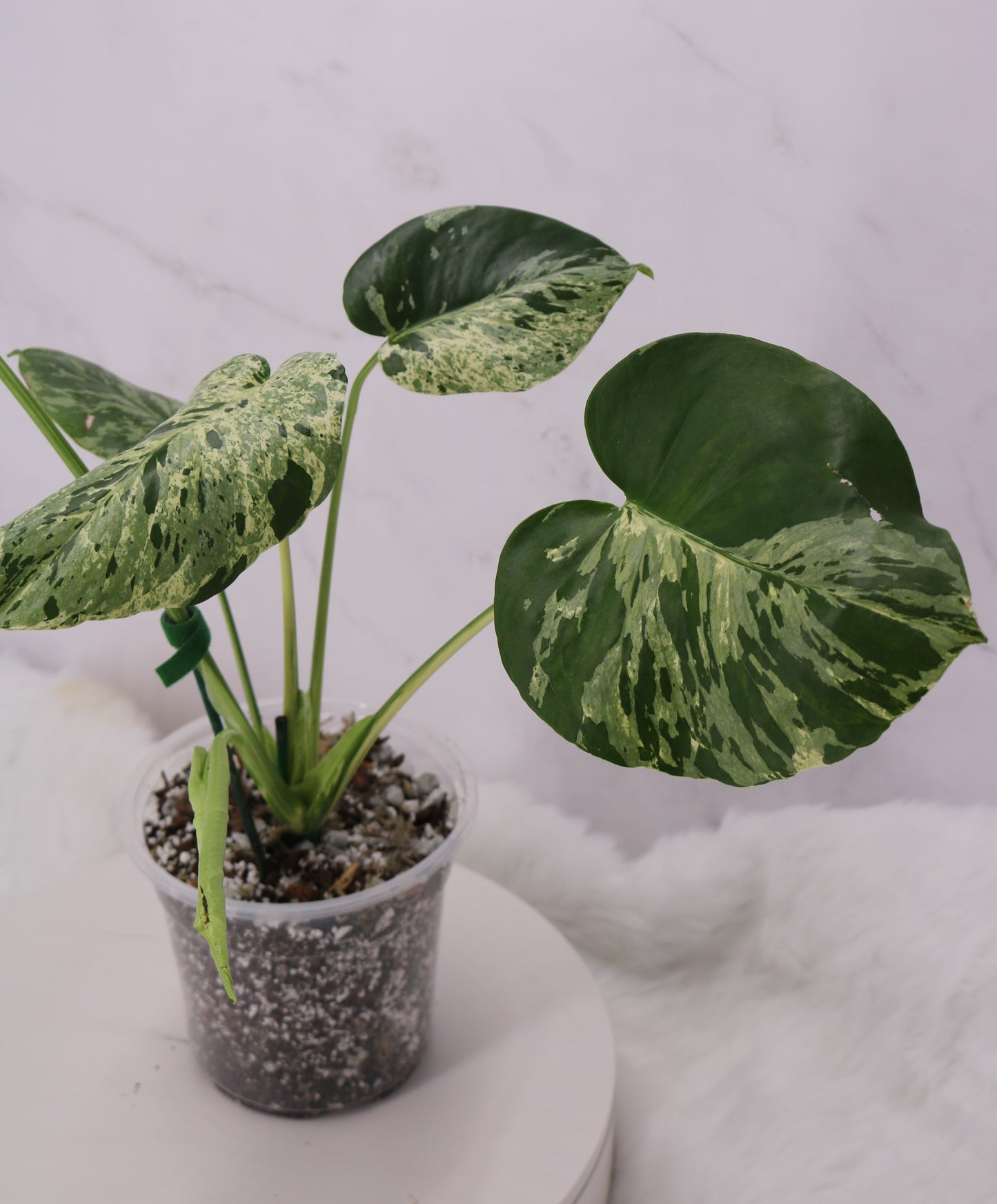 Monstera Vietciosa