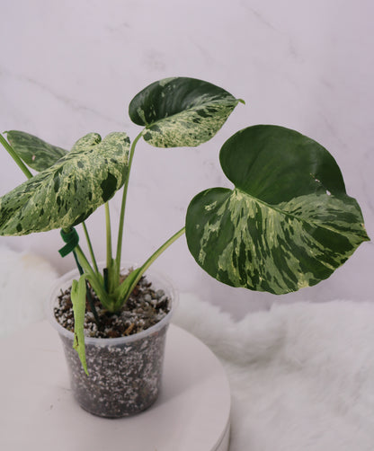Monstera Vietciosa