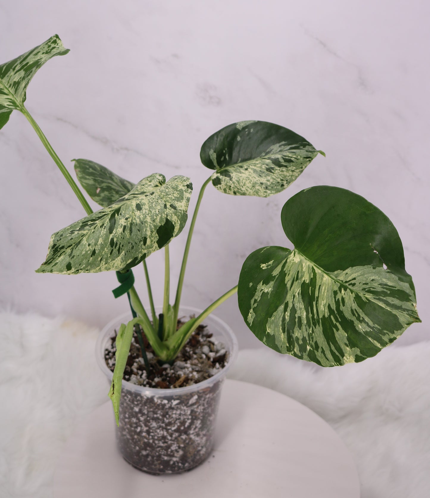 Monstera Vietciosa