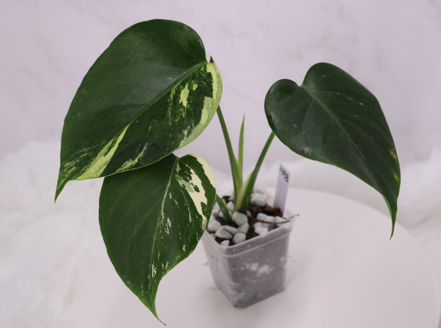 Monstera Jungle Mint NOID