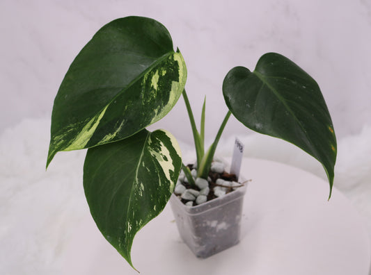 Monstera Jungle Mint NOID