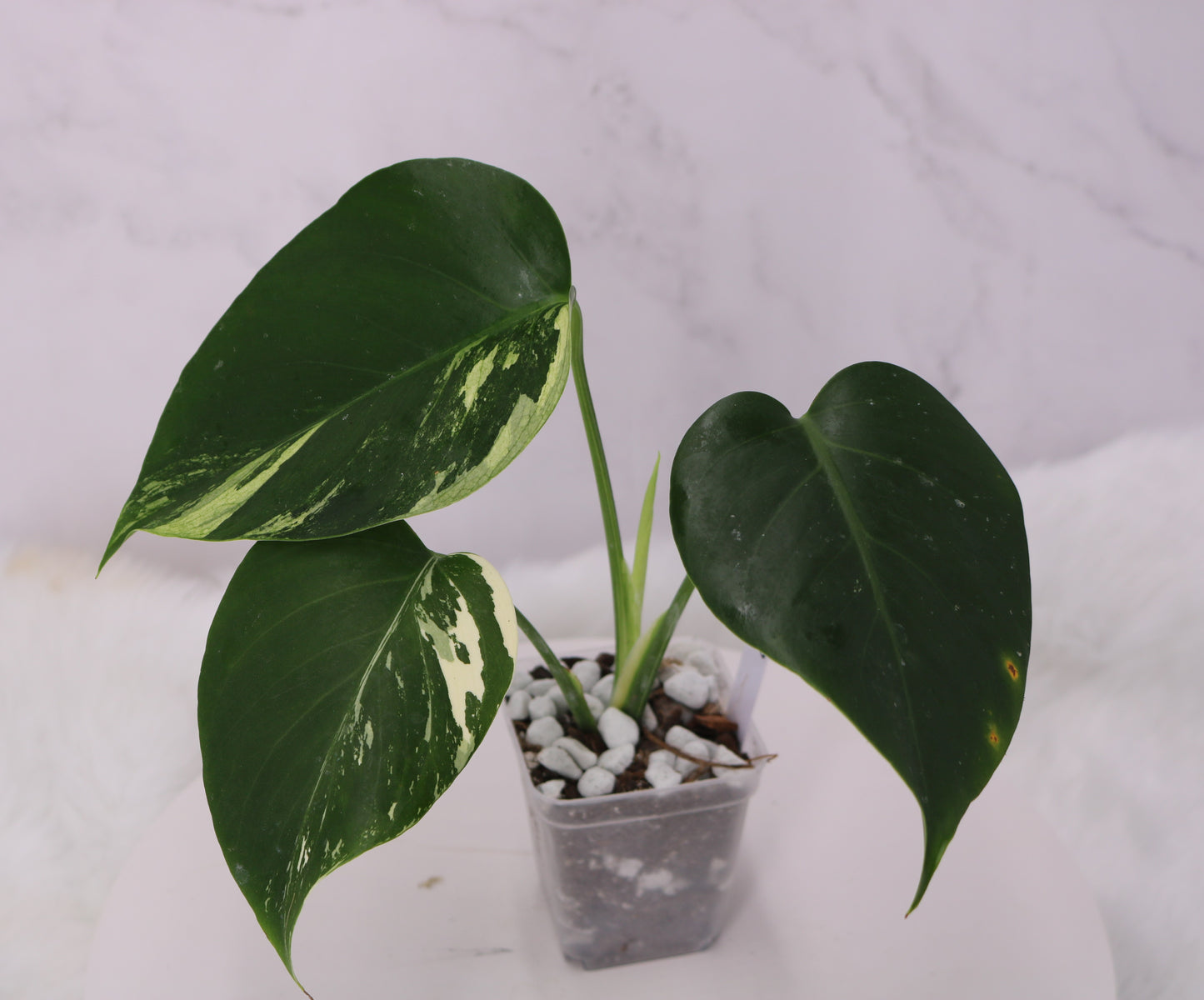 Monstera Jungle Mint NOID