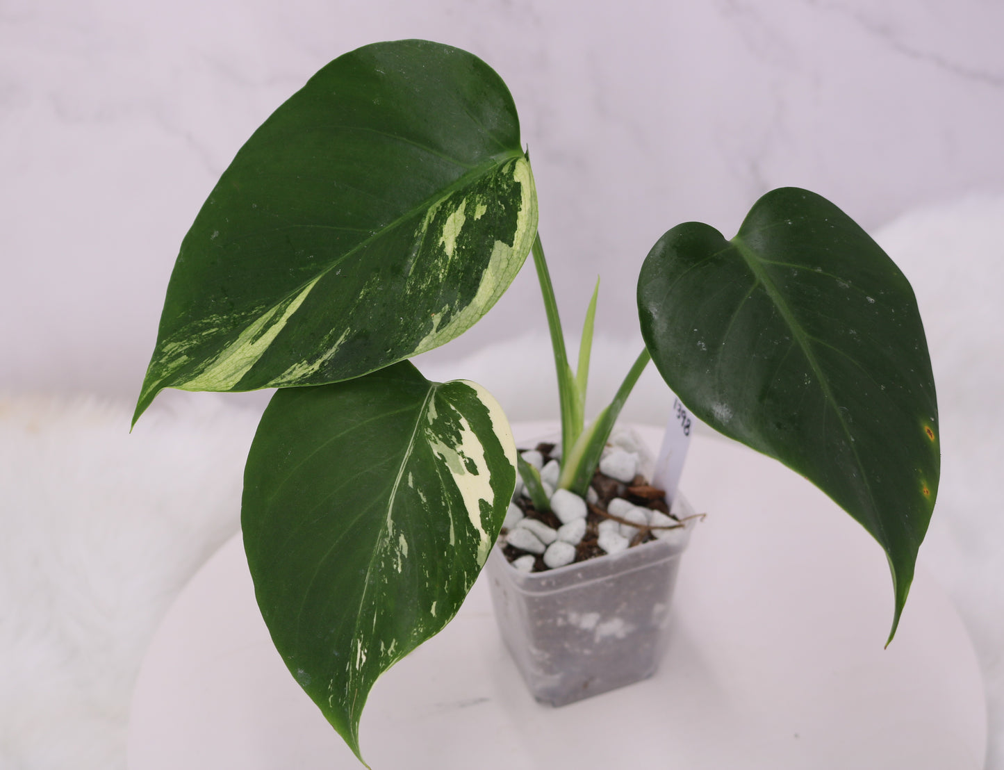Monstera Jungle Mint NOID