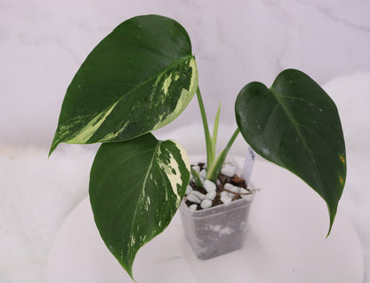 Monstera Jungle Mint NOID