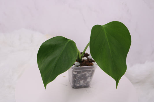 Monstera Spartucus (Brazilian GOG)