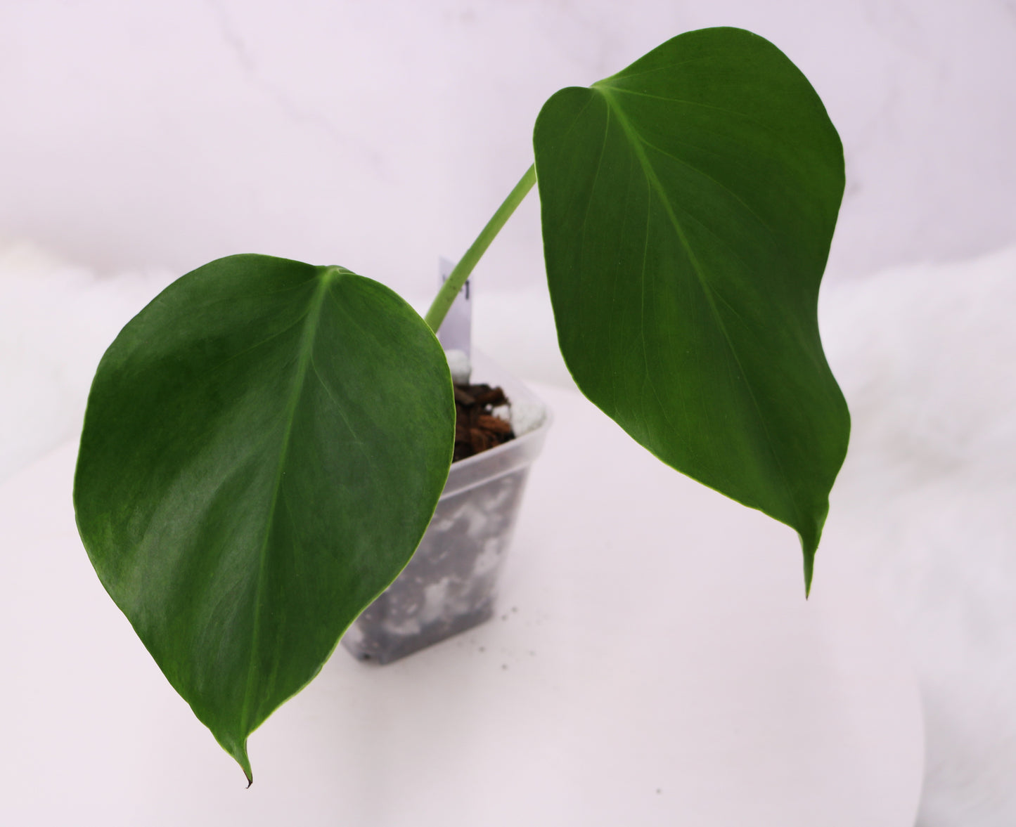 Monstera Spartucus (Brazilian GOG)