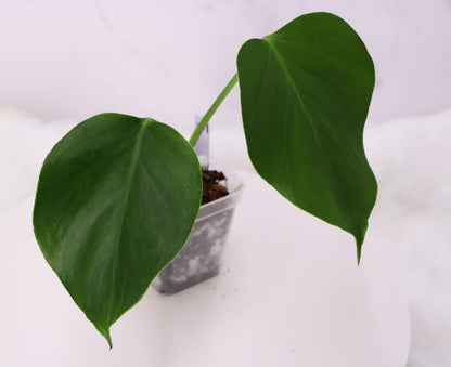 Monstera Spartucus (Brazilian GOG)