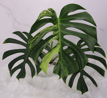 Monstera Jungle Mint NOID