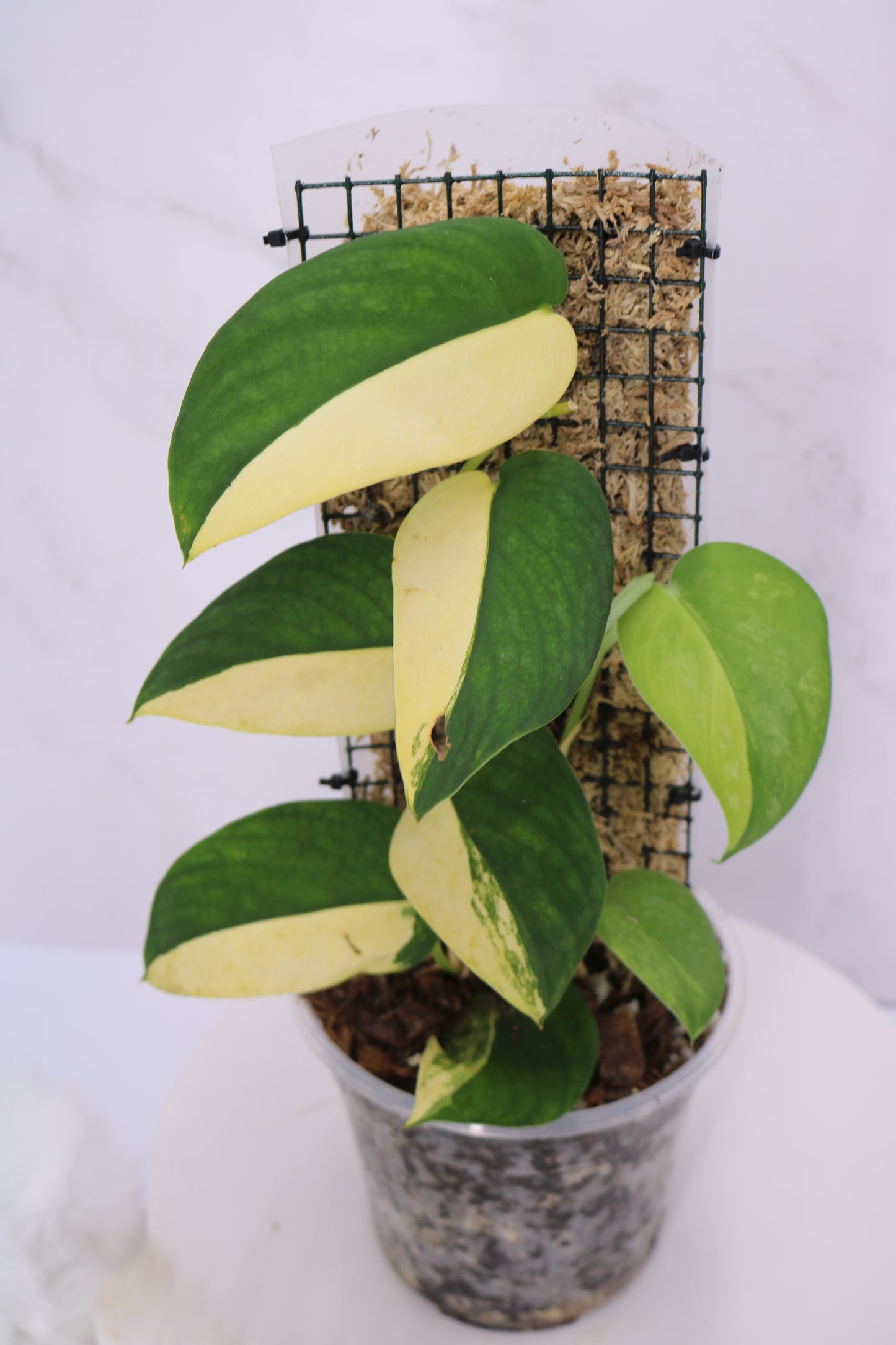 Scindapsus Swarnabhumi