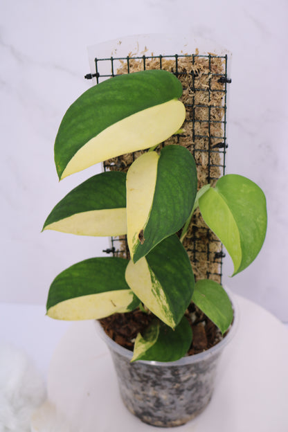 Scindapsus Swarnabhumi