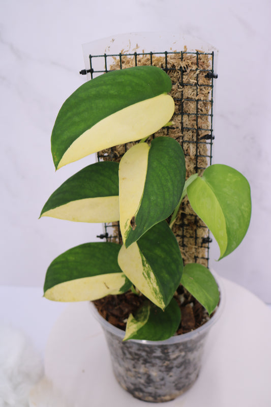 Scindapsus Swarnabhumi