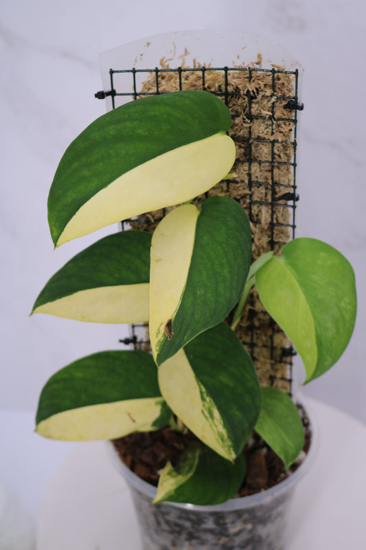 Scindapsus Swarnabhumi