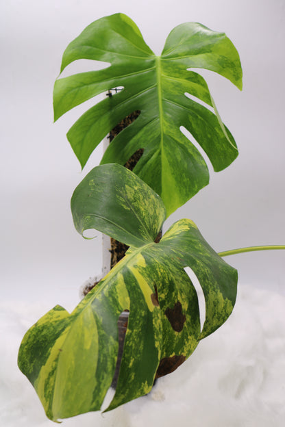 Monstera Aurea Large Form