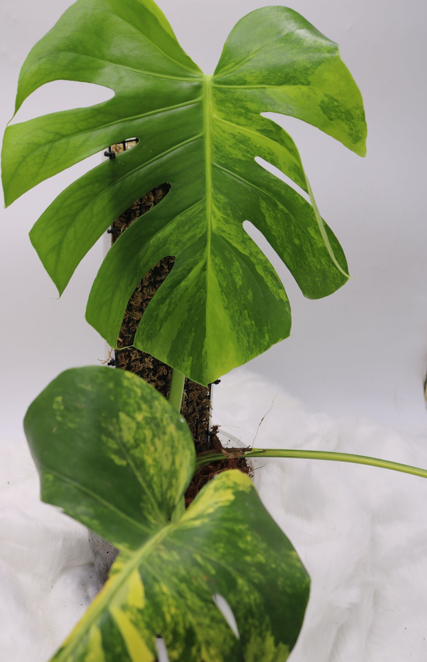 Monstera Aurea Large Form
