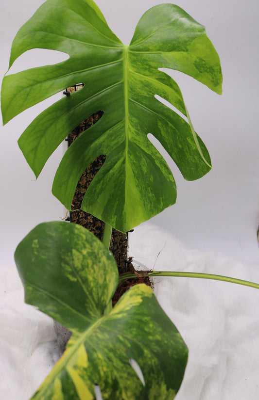 Monstera Aurea Large Form