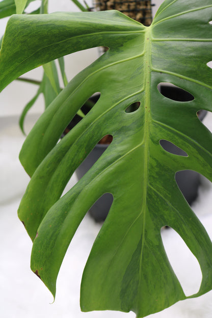 Monstera Spartucus Brazilian Green on Green GOG