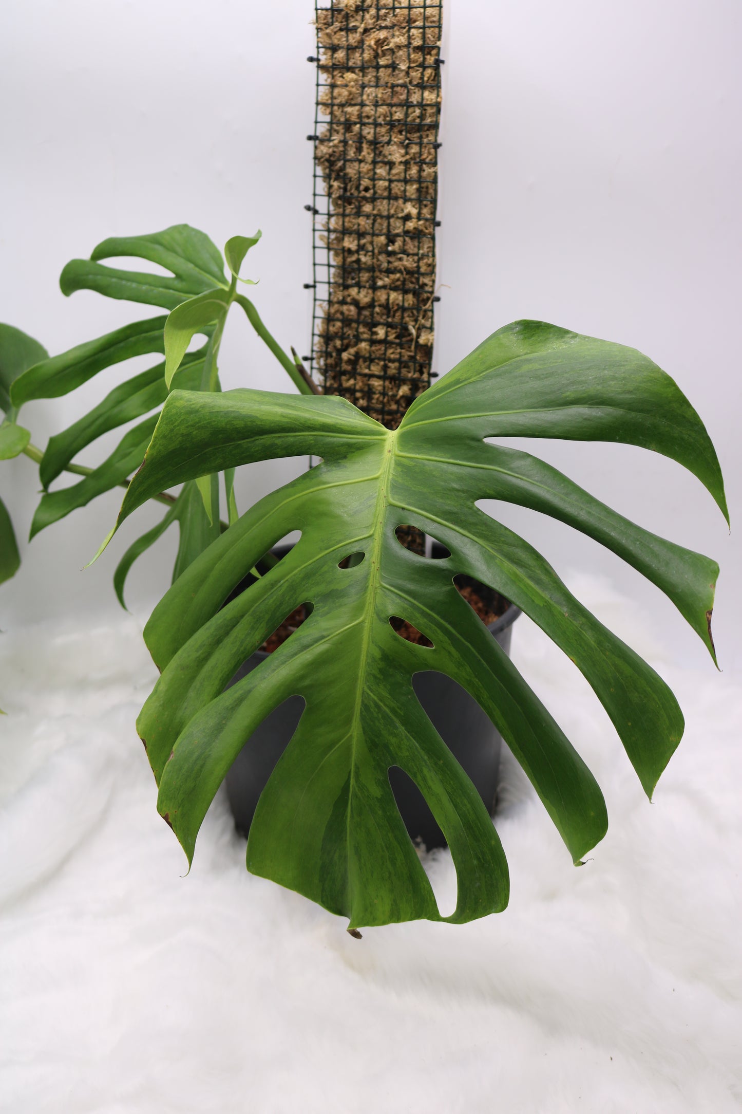 Monstera Spartucus Brazilian Green on Green GOG