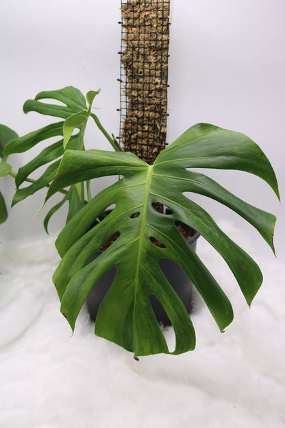 Monstera Spartucus Brazilian Green on Green GOG