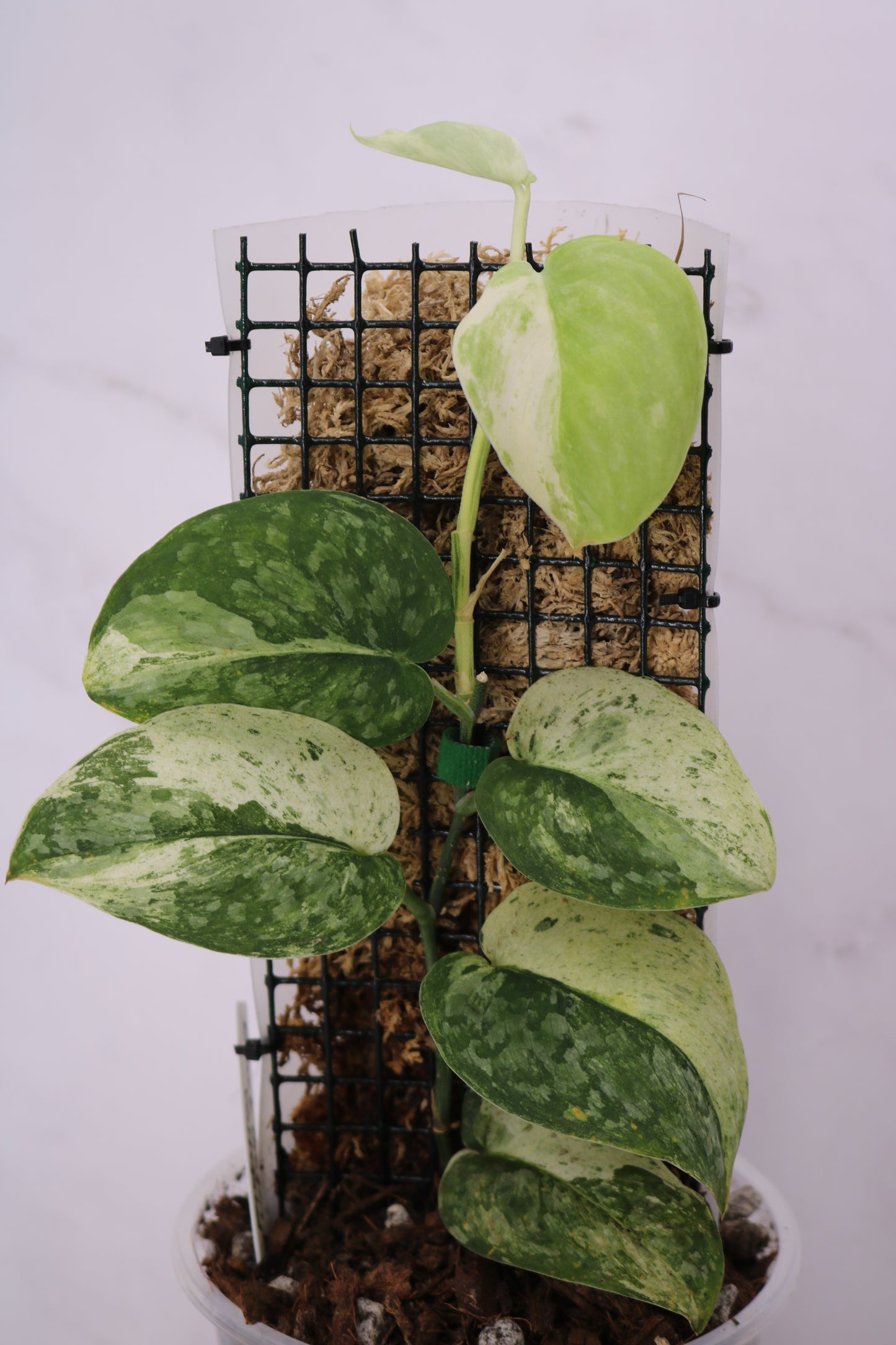 Scindapsus Black Dragon Variegated