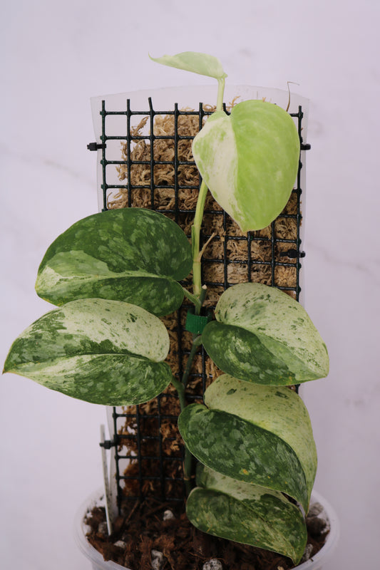 Scindapsus Black Dragon Variegated