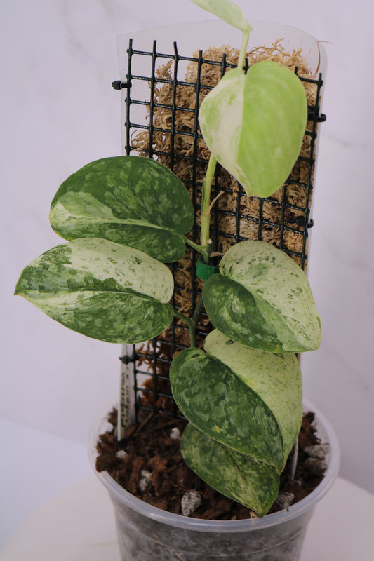 Scindapsus Black Dragon Variegated