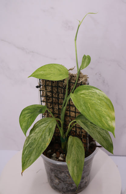 Scindapsus Blue Albo Salak