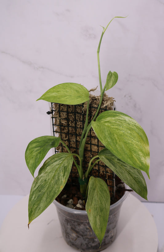Scindapsus Blue Albo Salak