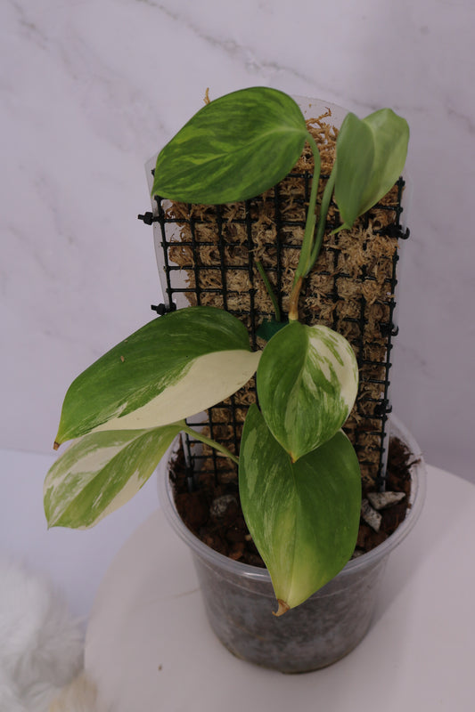 Scindapsus Blue Aurea Salak