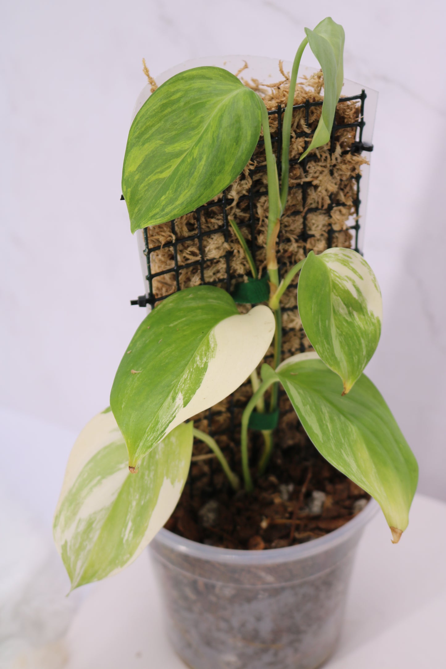 Scindapsus Blue Aurea Salak