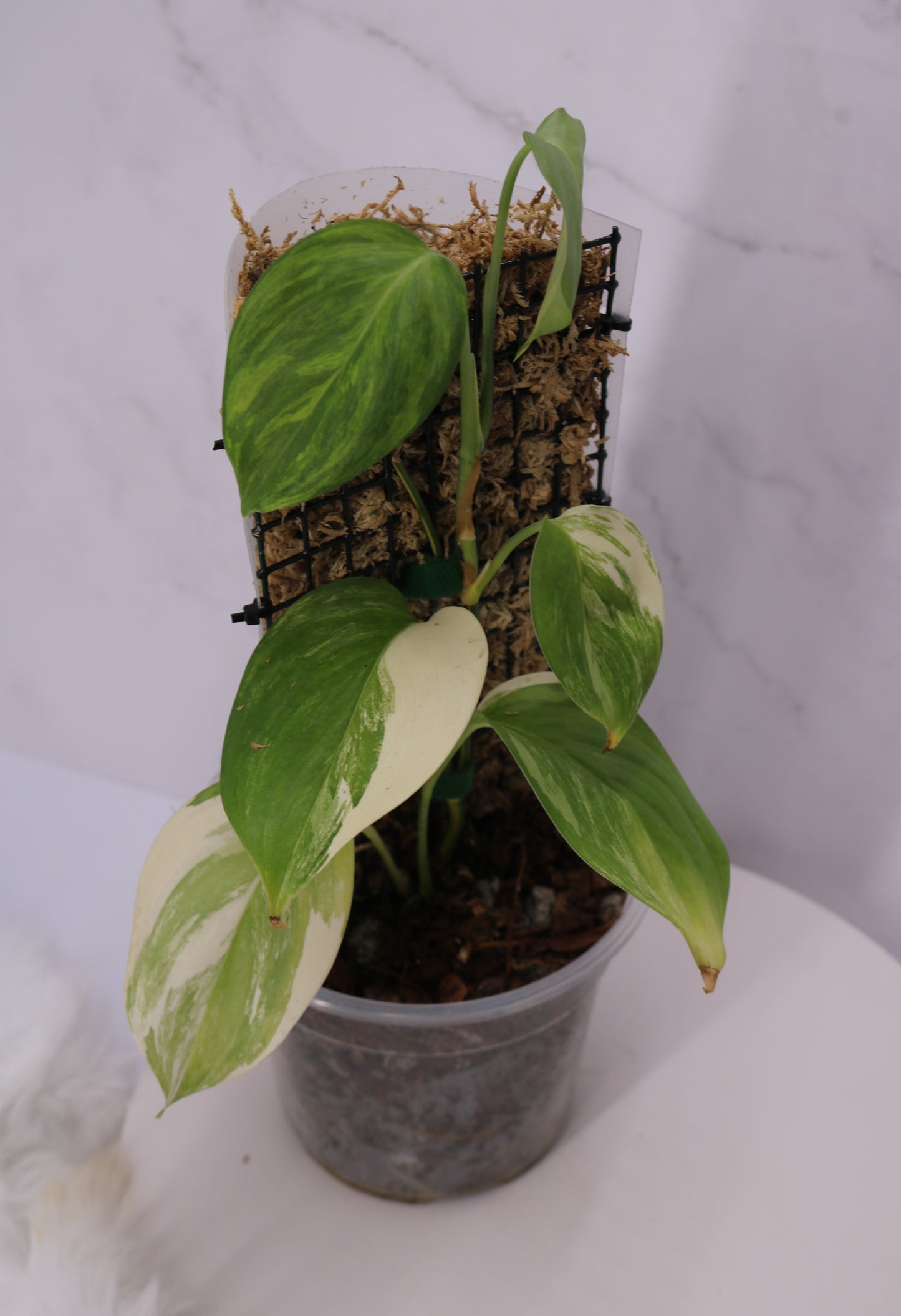 Scindapsus Blue Aurea Salak