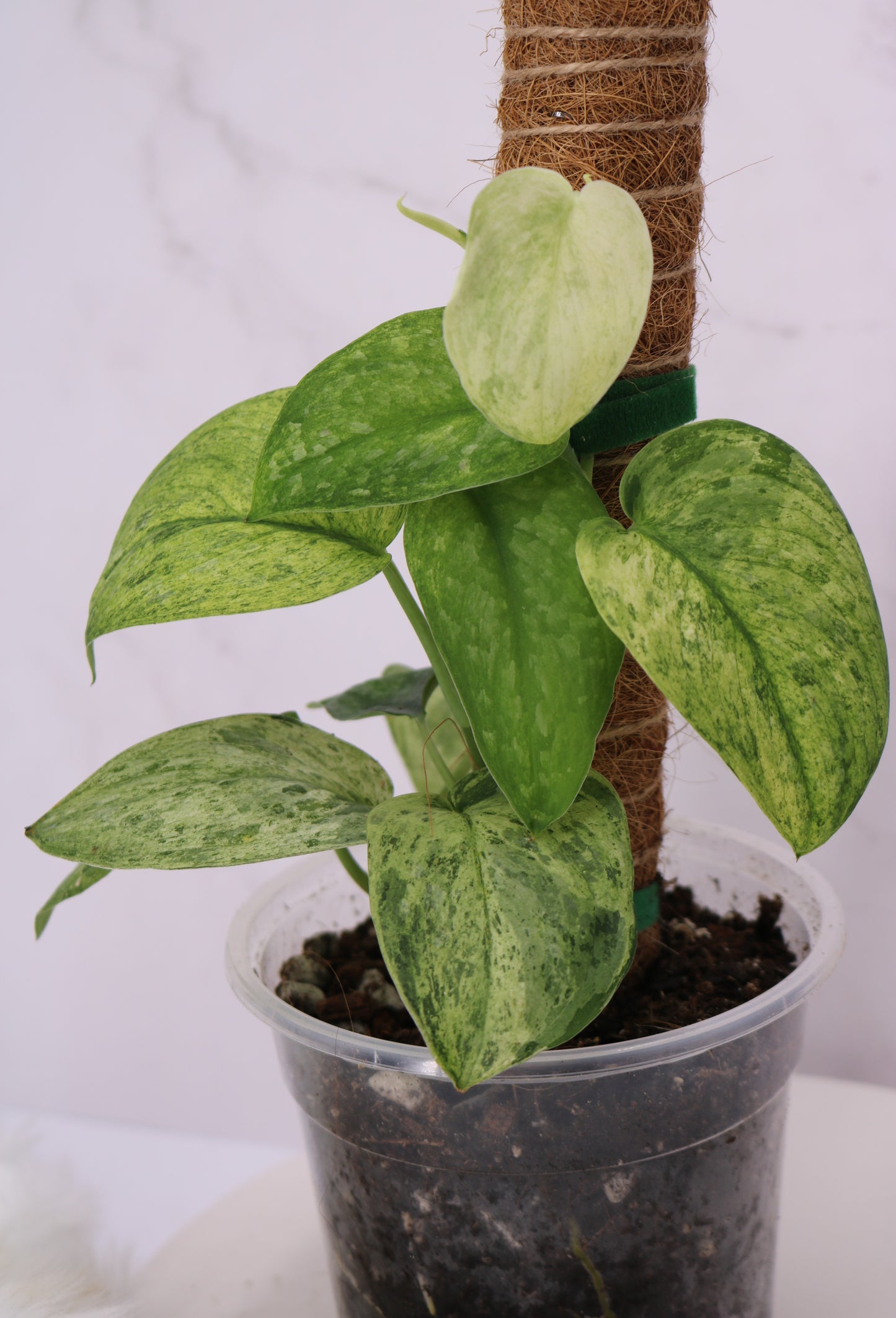 Scindapsus Cream Blue
