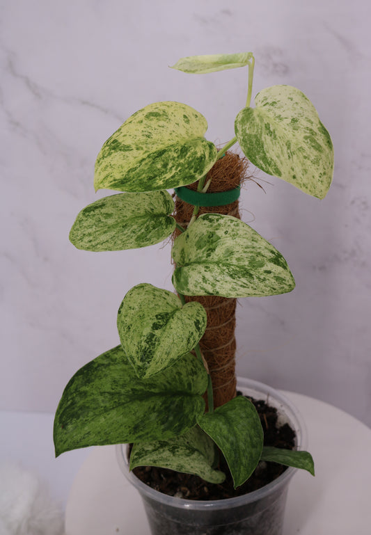 Scindapsus Jade Satin Variegated