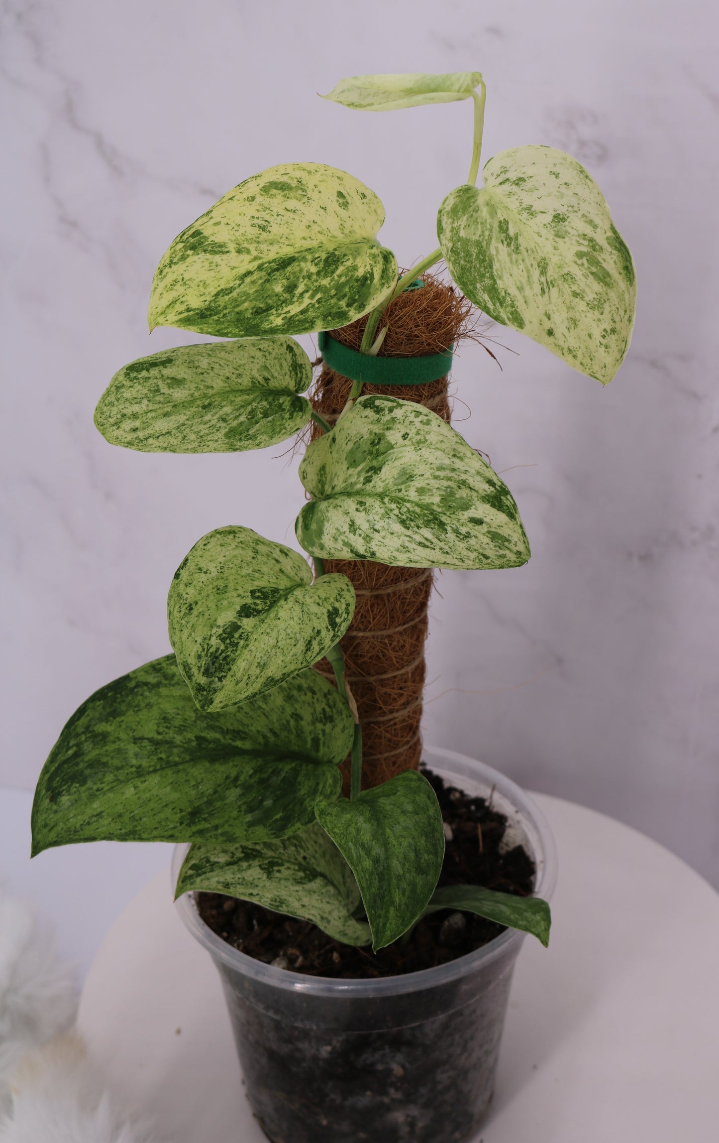 Scindapsus Jade Satin Variegated