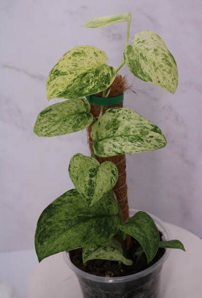 Scindapsus Jade Satin Variegated