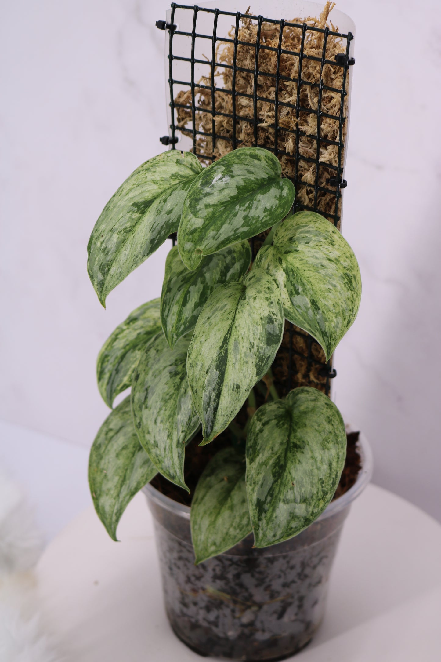 Scindapsus Peasun