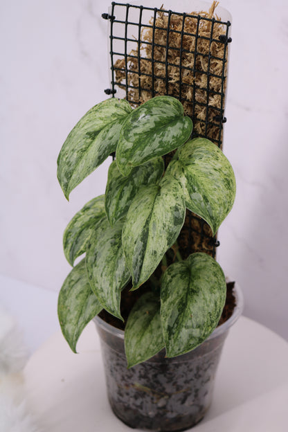 Scindapsus Peasun