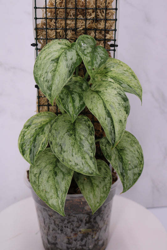 Scindapsus Peasun