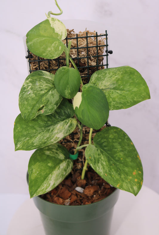 Scindapsus Parahyangan Variegated