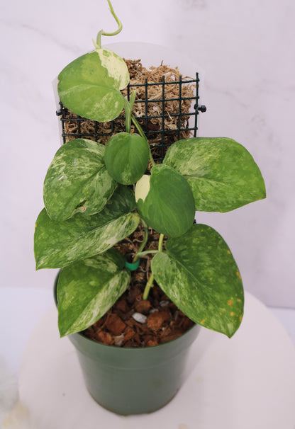 Scindapsus Parahyangan Variegated