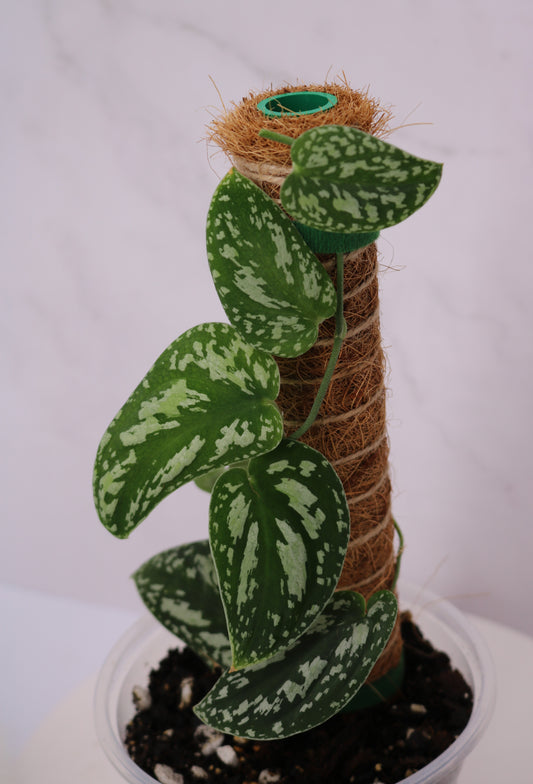Scindapsus Tri Color