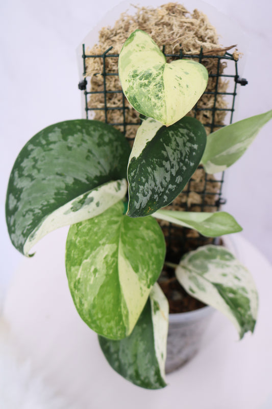 Scindapsus Exotica Variegated
