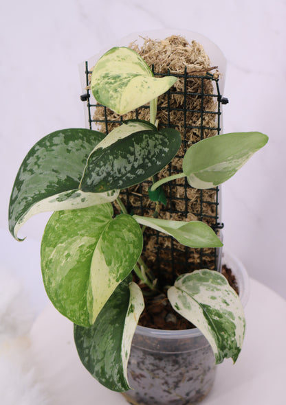 Scindapsus Exotica Variegated
