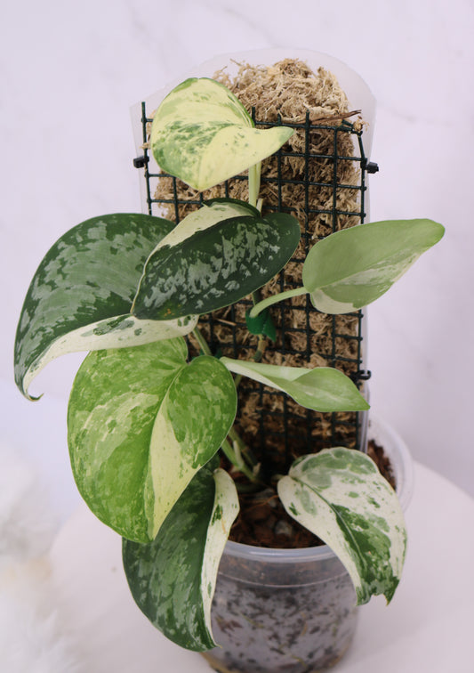 Scindapsus Exotica Variegated