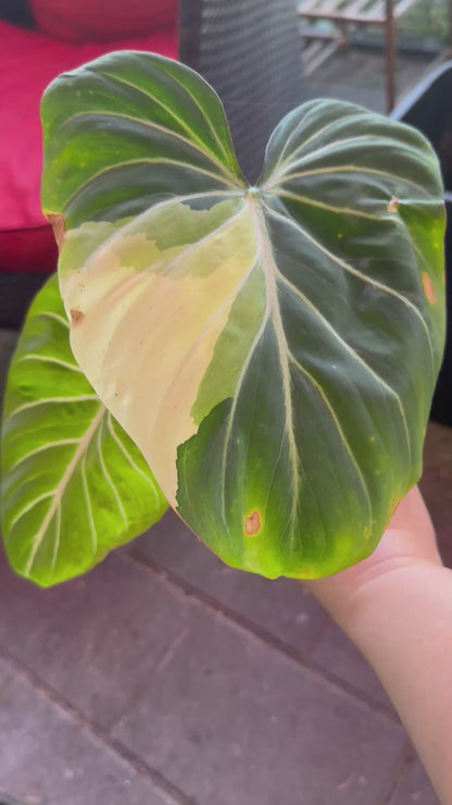Philodendron Gloriosum Type 1 Variegated